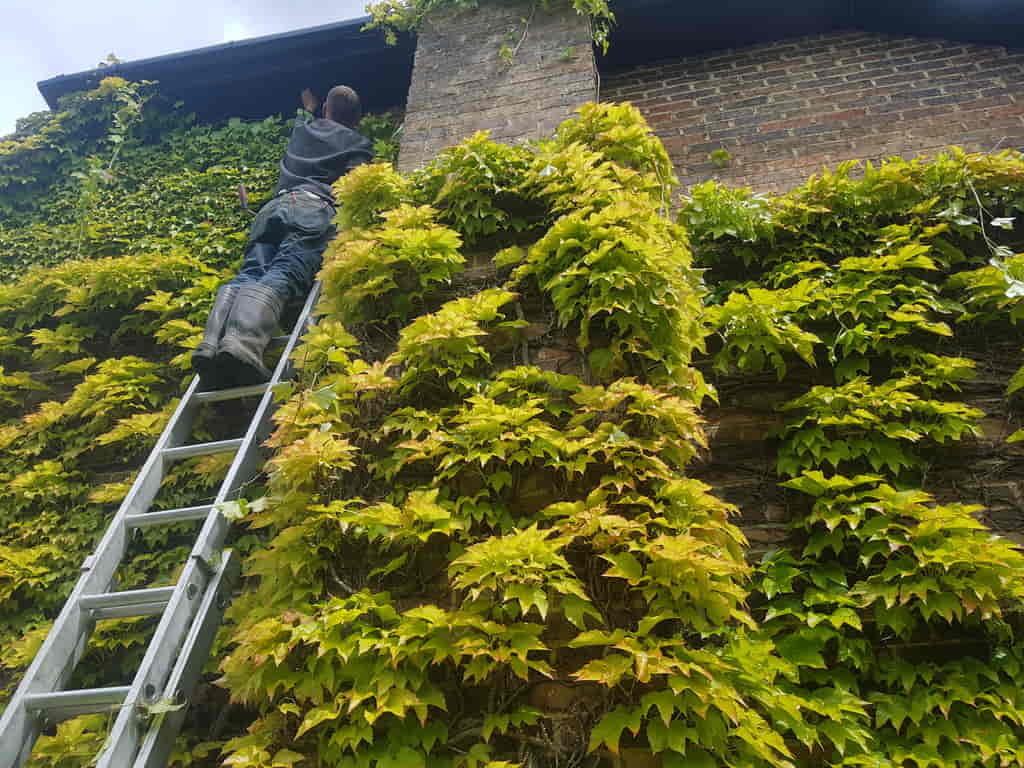 Pruning a Boston Ivy climber in Tunbridge Wells