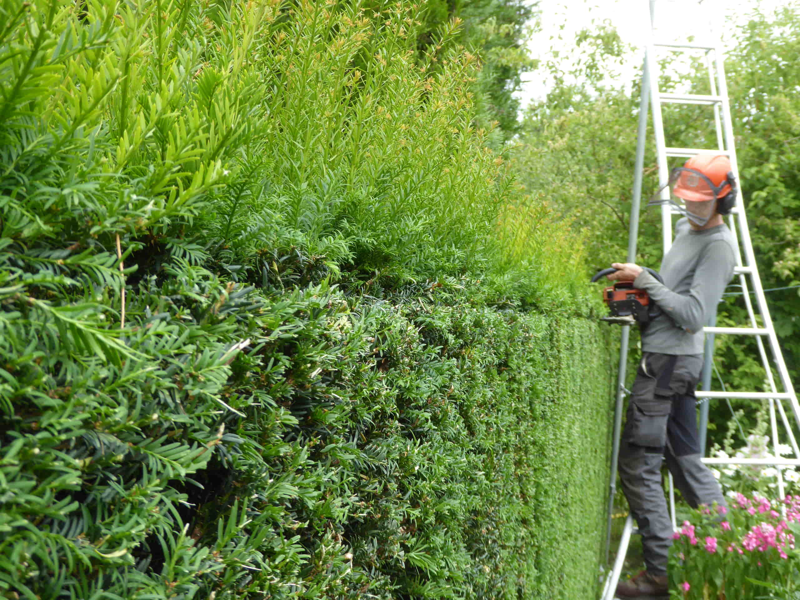 Hedge cutting in Pembury