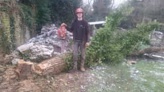 Cherry tree felling in Pembury