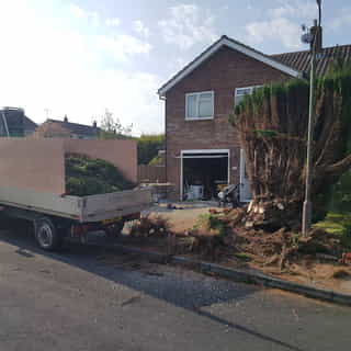 Ellwoodii tree removal in Pembury