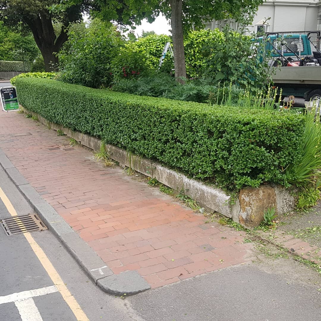 Privet hedge trimming in Tunbridge Wells